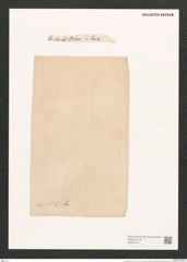 Navicula exsul A.Schm. (de-Toni-Nr.: Genus 1, Species 351) Zeichnungen Sammlung Grunow (NHMW-BOT-W0367216)